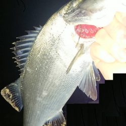 メバルはそろそろ終盤?